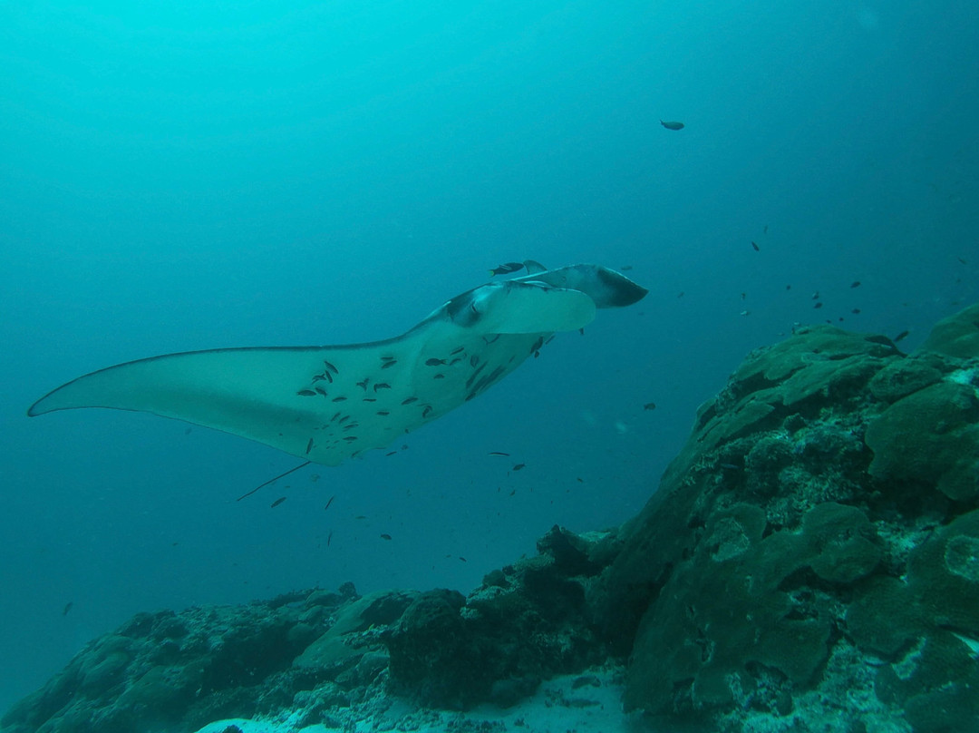 Werner Lau Diving Centers-菲利兹优岛必去景点