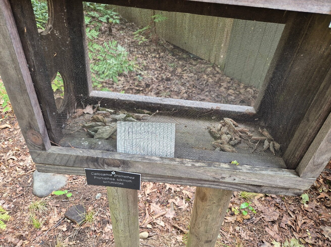 New England Wild Flower Society Garden in the Woods-弗雷明汉必去景点