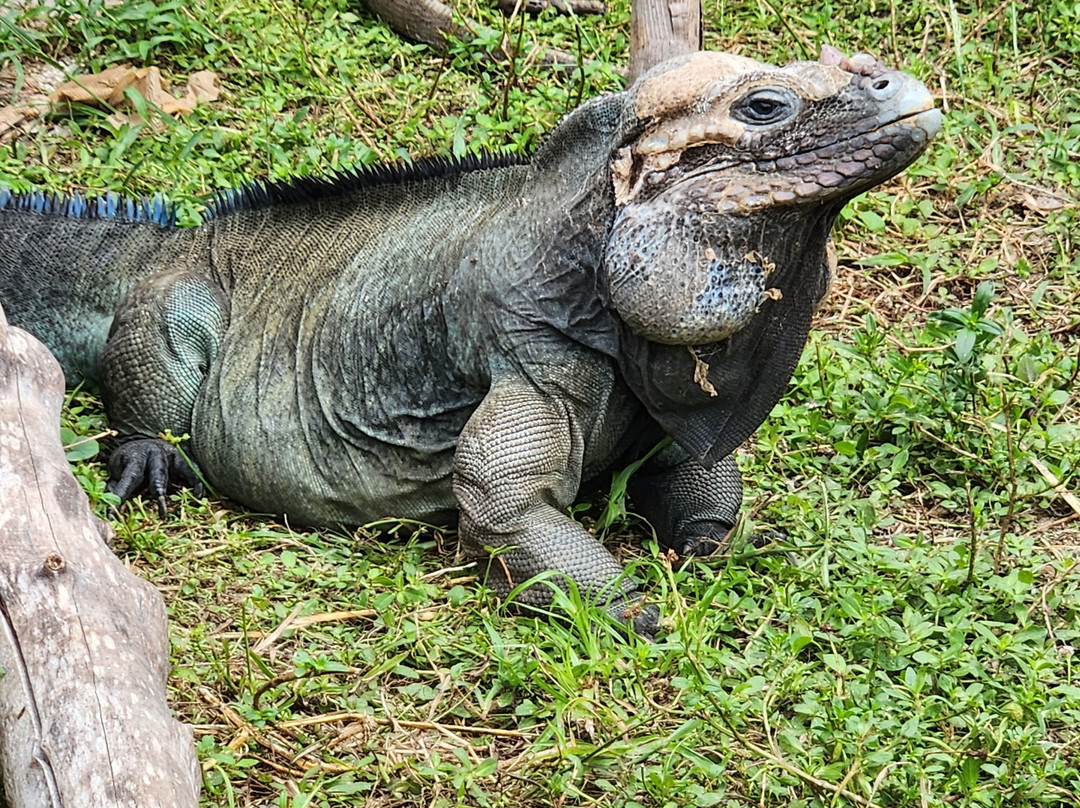 Iguanaland-蓬塔戈尔达必去景点