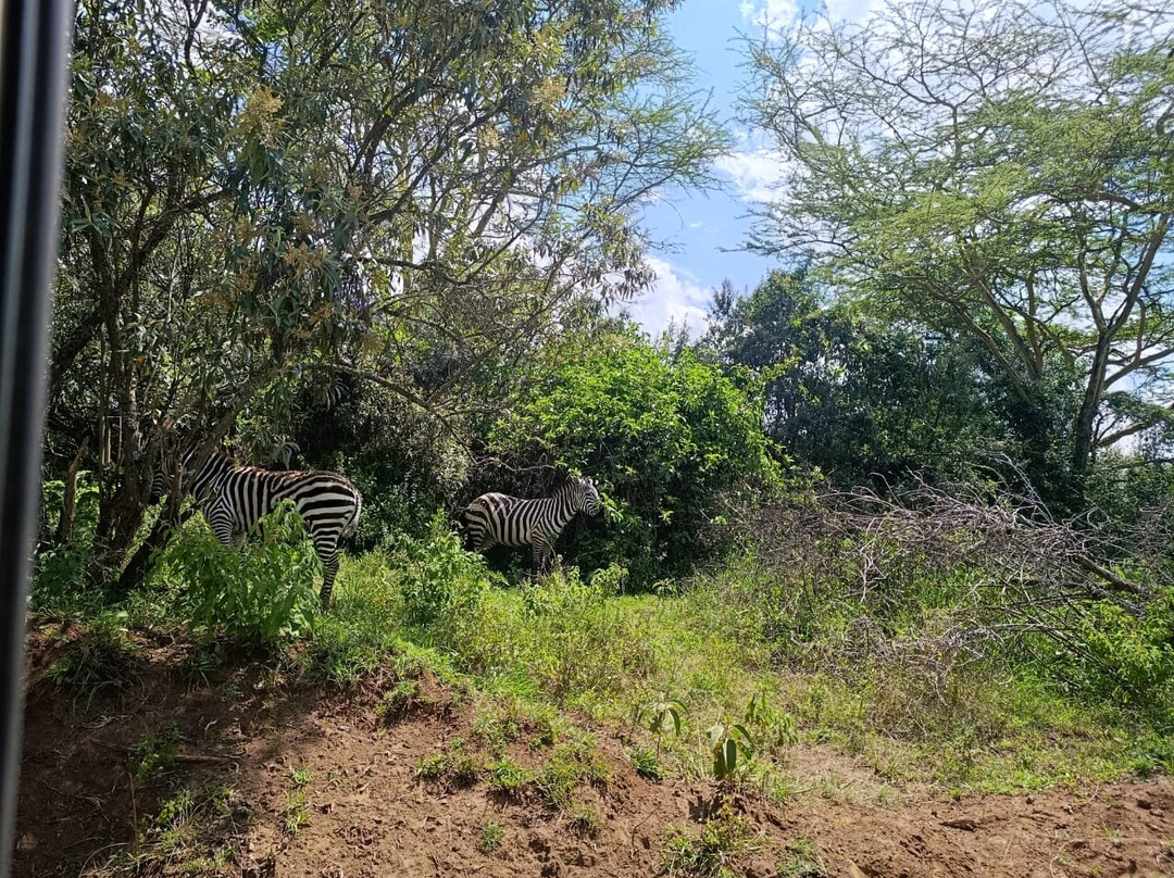 Nature Insight Safaris-内罗毕必去景点