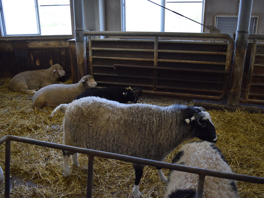 World Sheep Museum-士别市必去景点