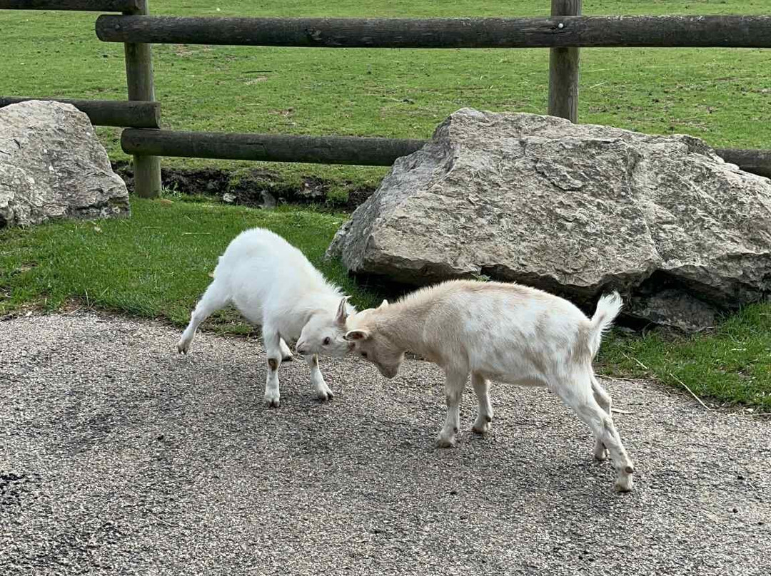 Parc Zoologique Cerza-Hermival-les-Vaux必去景点