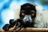 狐猴公园-安塔那那利佛必去景点