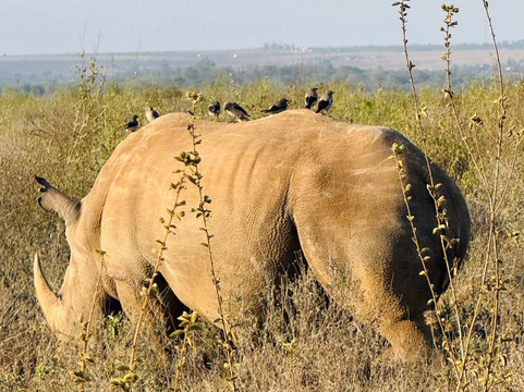 Malee Safaris-内罗毕必去景点