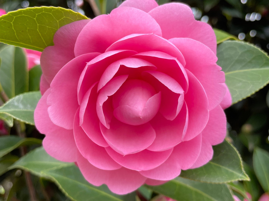 Meeniyan Cemetery-Meeniyan必去景点