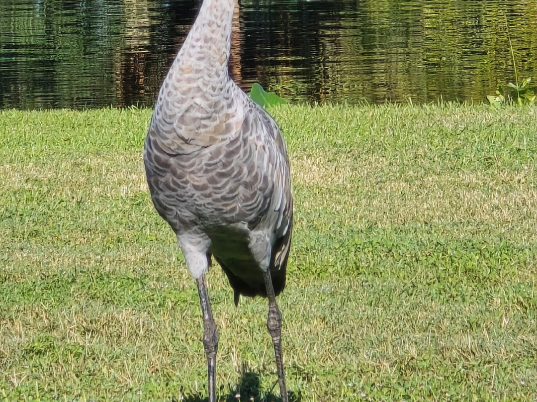 St. John's River Eco Tours, LLC-DeBary必去景点