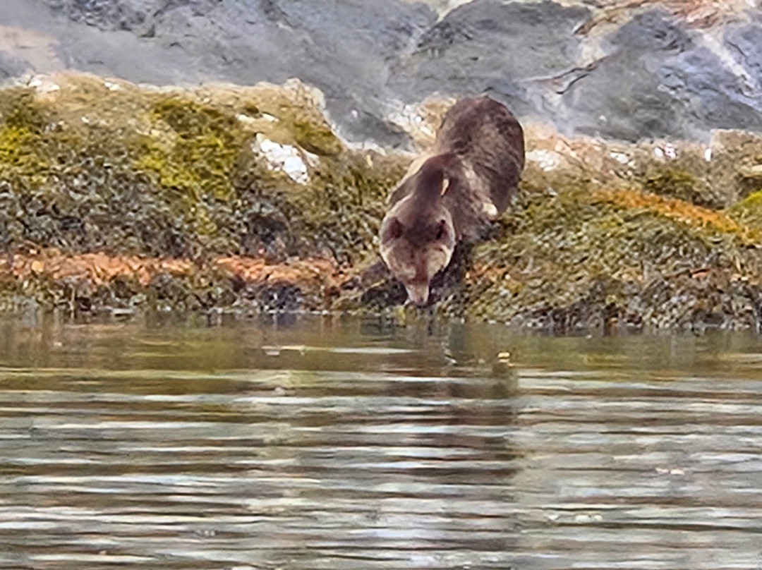 Sea Wolf Adventures-Port McNeill必去景点
