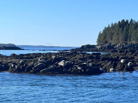 Quoddy Link Marine Inc.-Saint Andrews必去景点