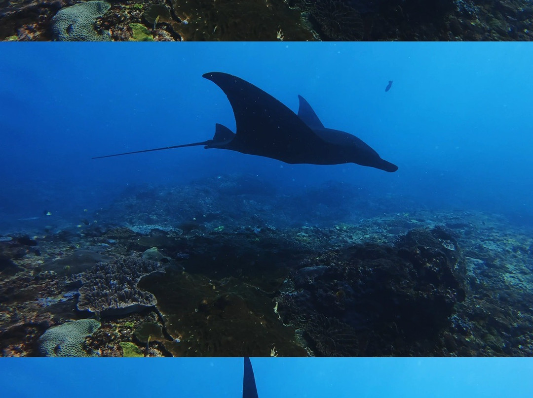 Dune Penida Dive Center-珀尼达岛必去景点