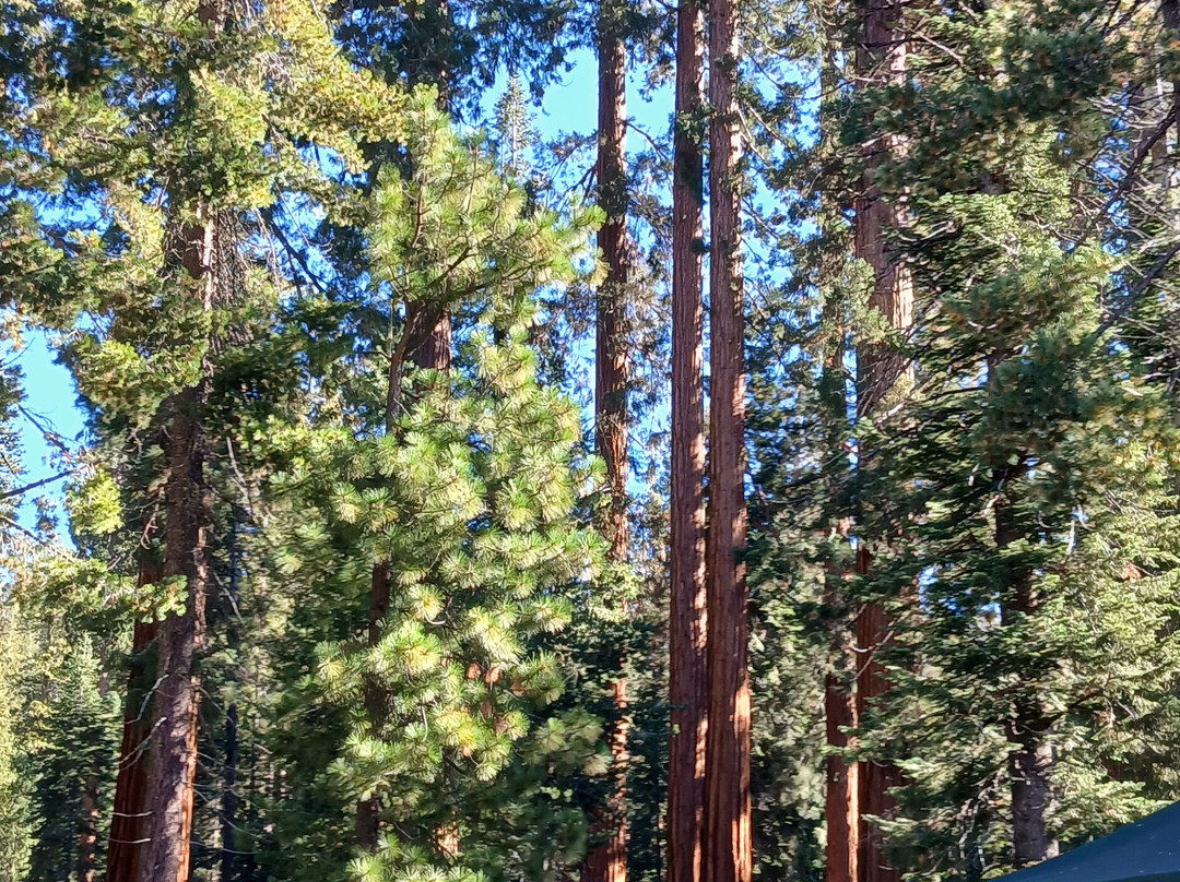 Mariposa Grove of Giant Sequoias-优胜美地国家公园必去景点