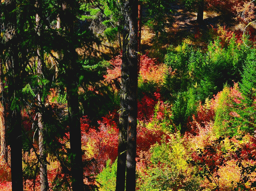 Wild At Heart Horse Rides-莱文沃思必去景点