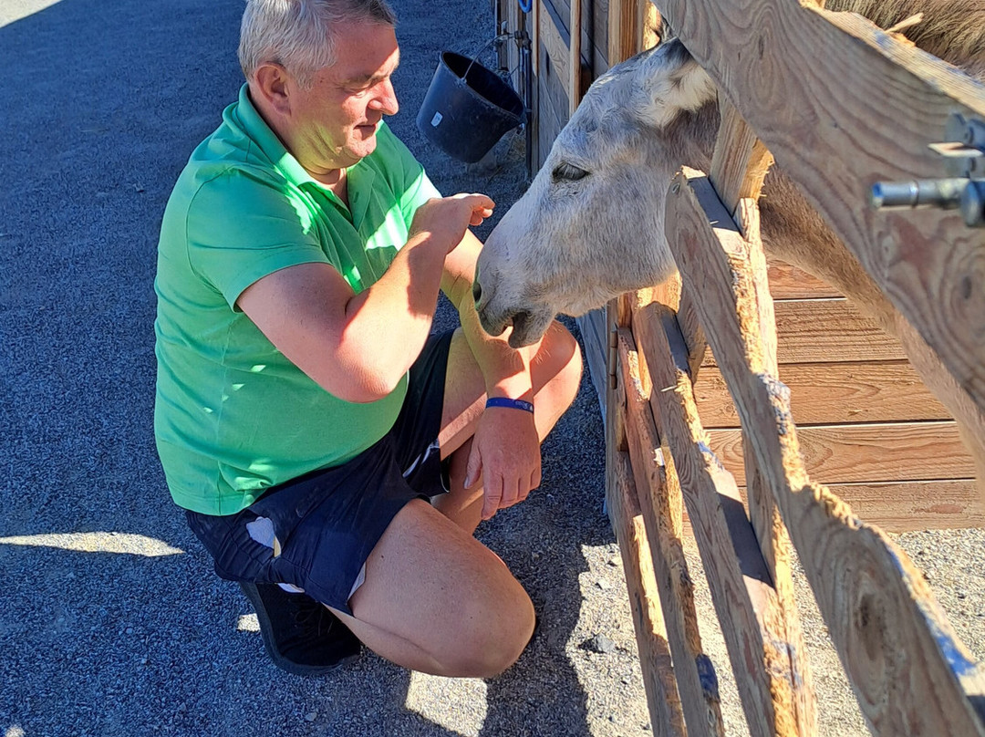 Happy Ears Donkey Sanctuary-Lachania必去景点