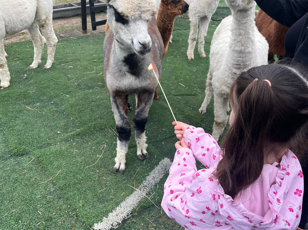 Baddow Hill Alpacas-切姆斯福德必去景点