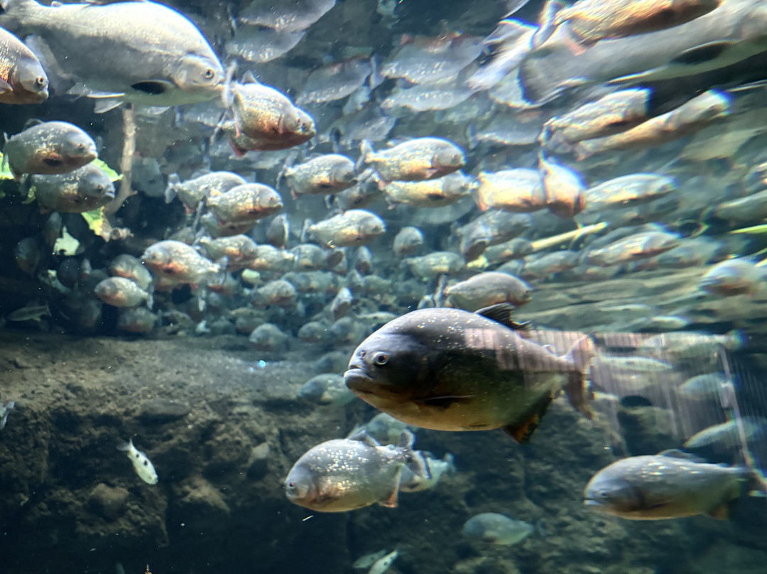 丹麦国家水族馆-哥本哈根必去景点