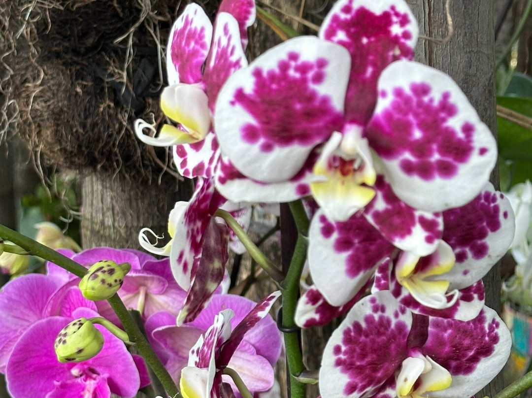 Voalá Mariposario Y Orquideario-Tinjaca必去景点