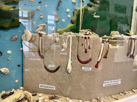 Muschelmuseum Hooksiel-Wangerland必去景点