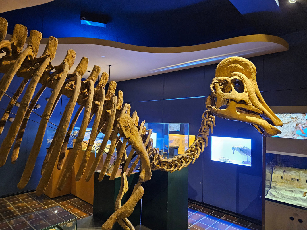 Natural History Museum of Maastricht-马斯特里赫特必去景点