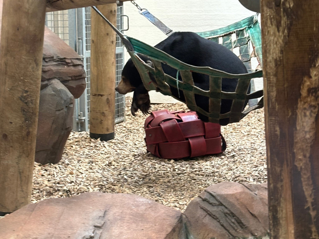 Colchester Zoo-科尔切斯特必去景点