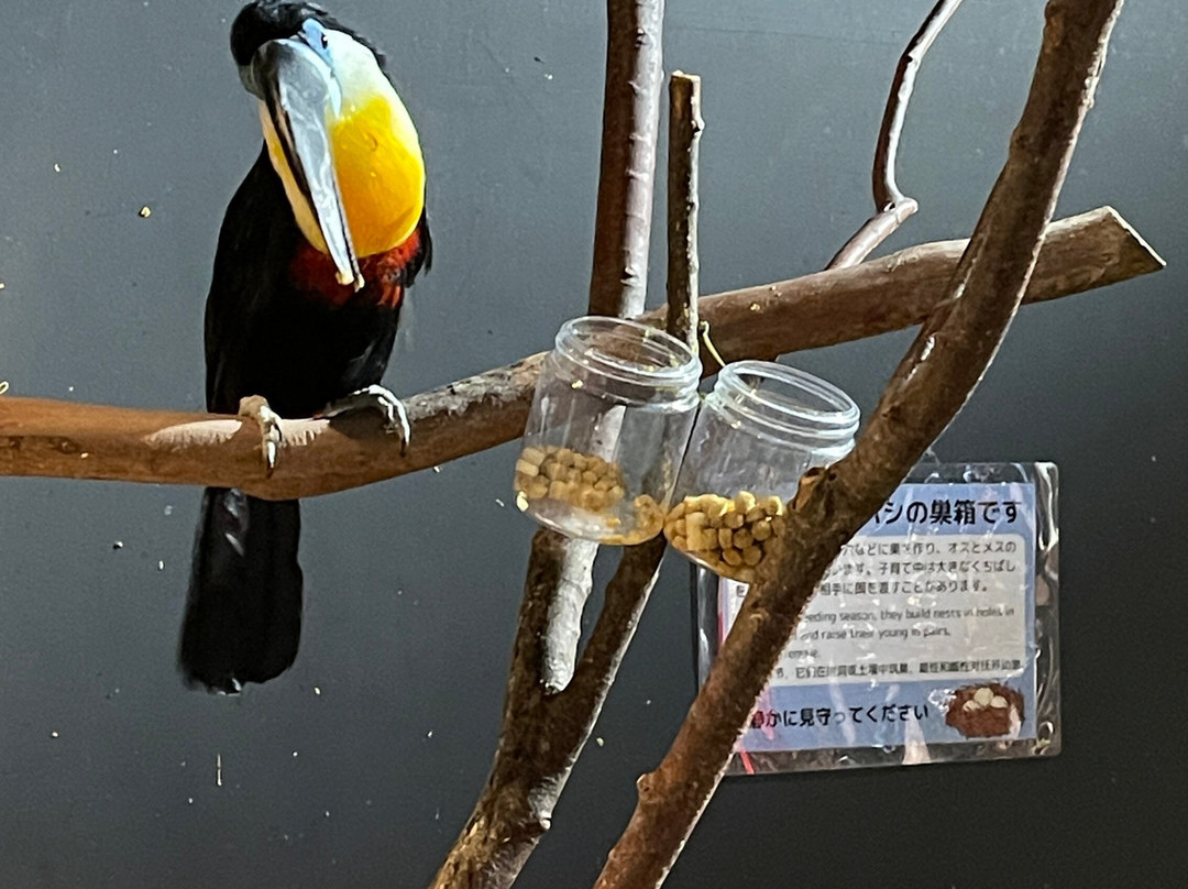 Dmm Kariyushi Aquarium-丰见城市必去景点