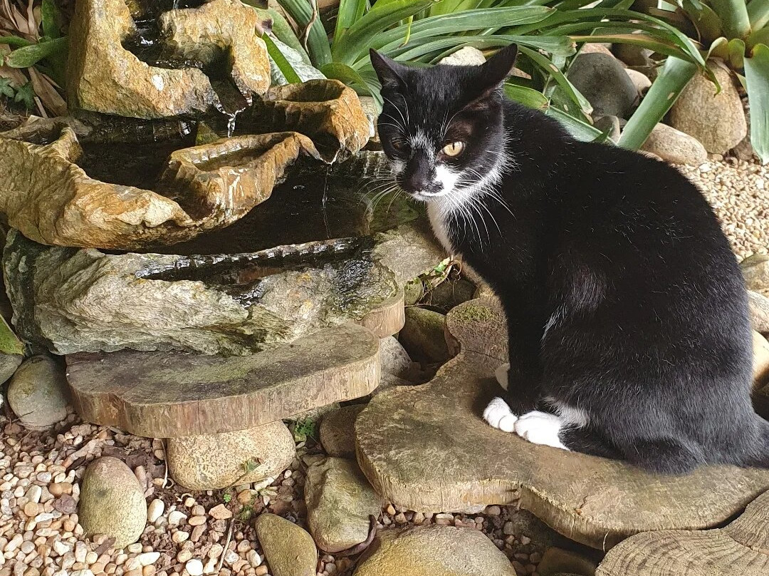 Chales Do Cachoeirao
