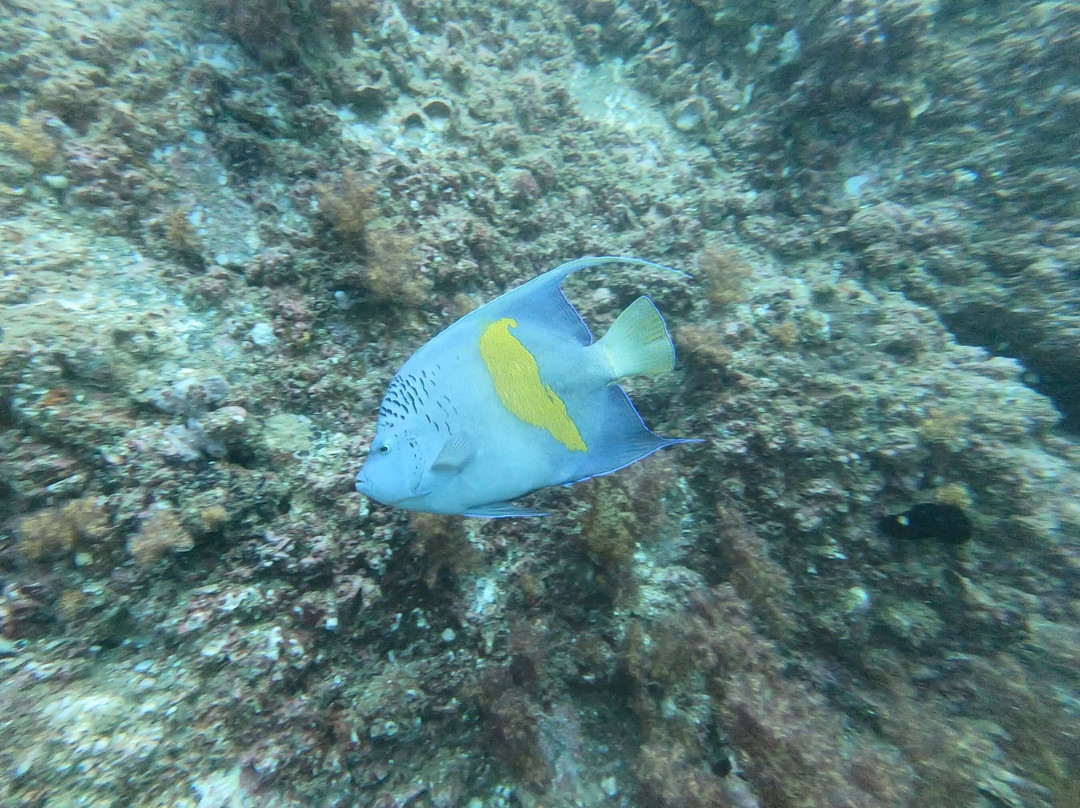 Aquanauts Diving Center-Al Aqah必去景点
