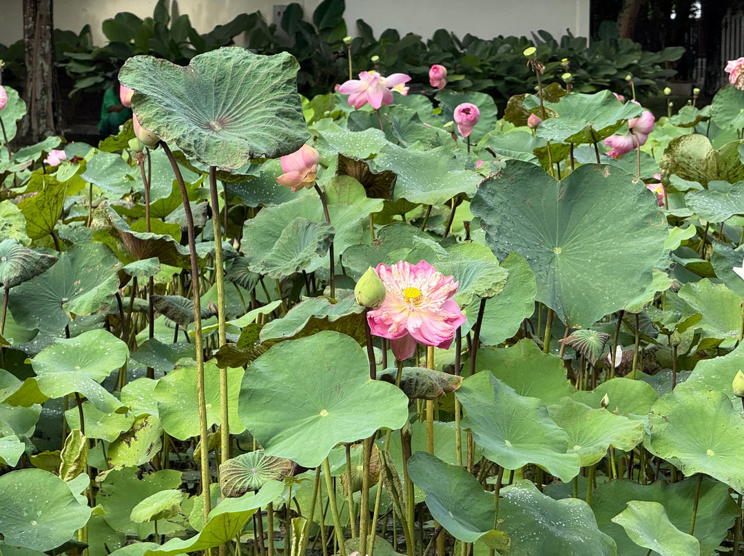 Kejawa - Day Tours And Travel Guide-日惹必去景点