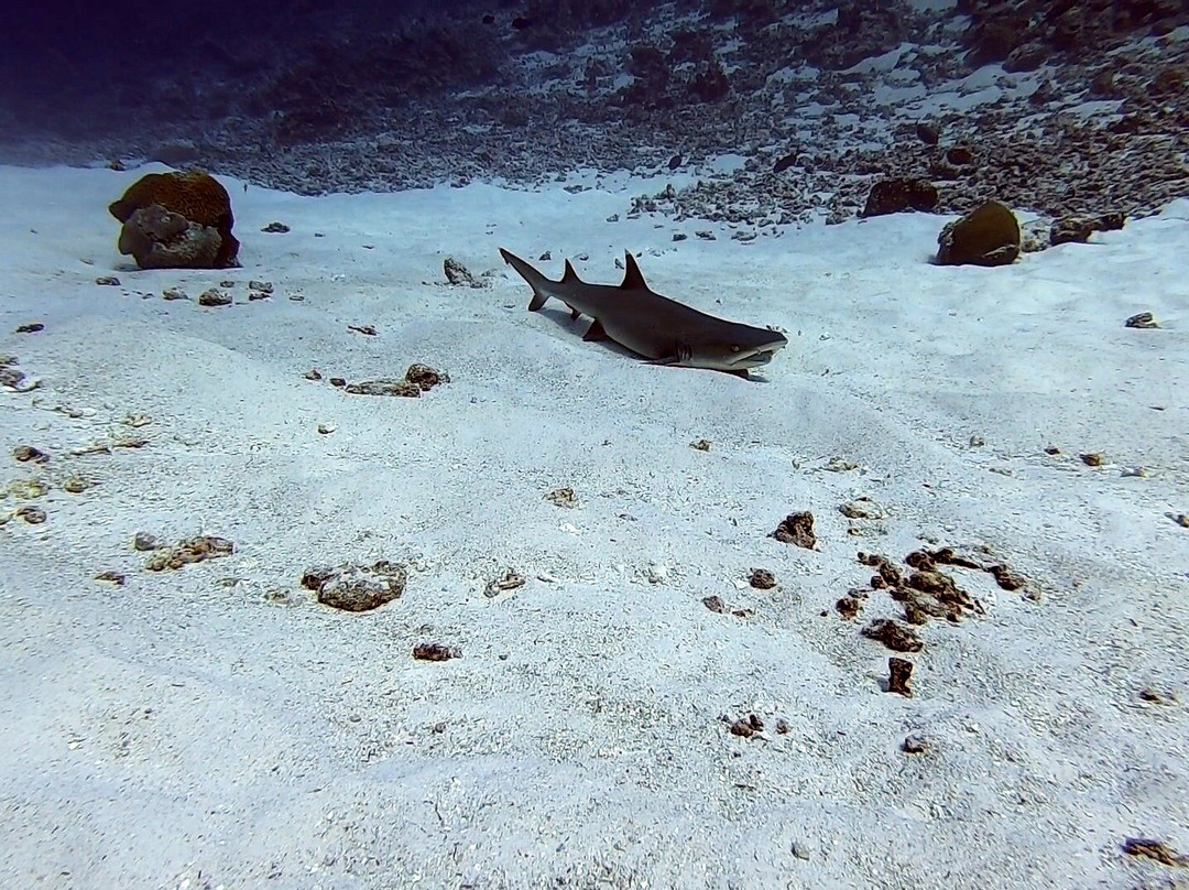 Sea Star Diving Center Thulusdhoo-Thulusdhoo Island必去景点
