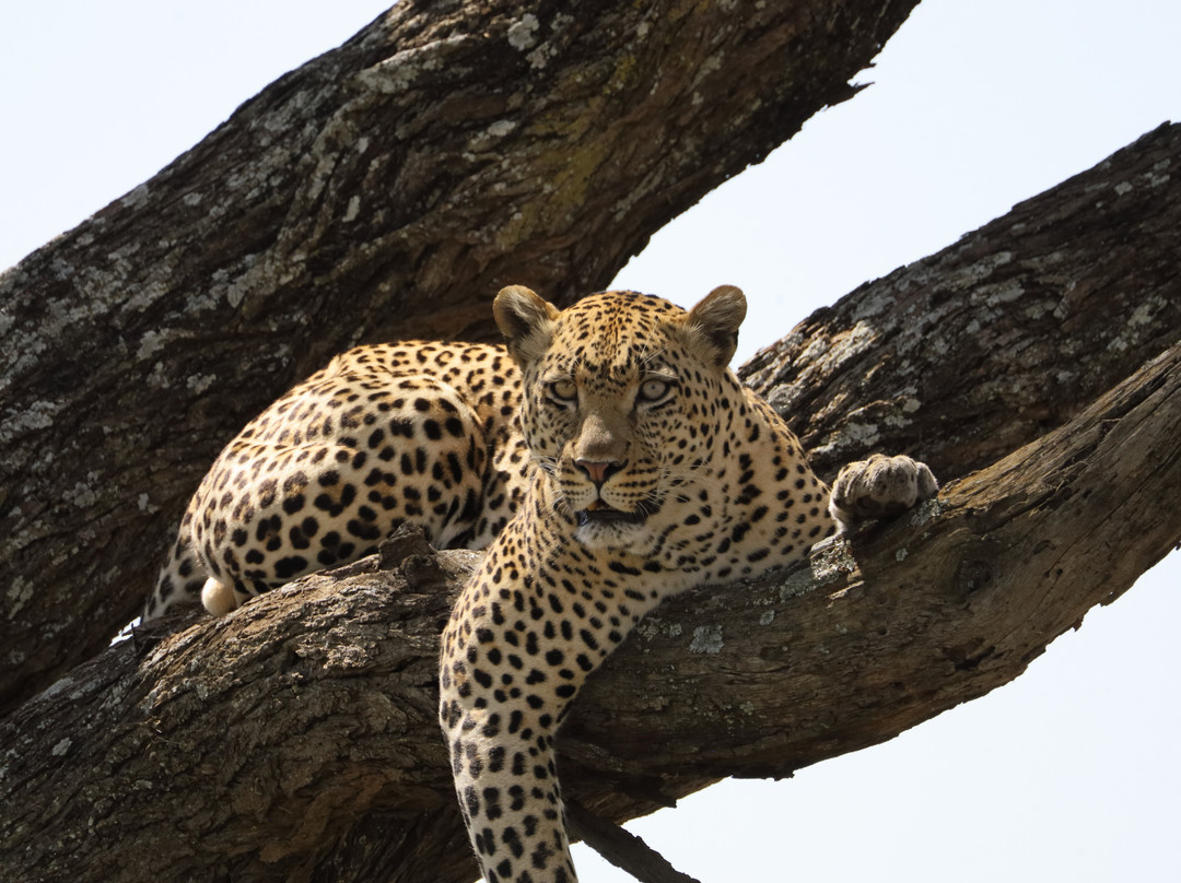 Tanzania-Experience-阿鲁沙必去景点