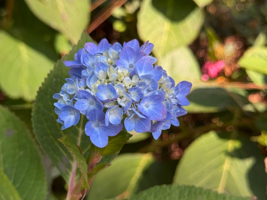 WRAL Azalea Garden-罗利必去景点