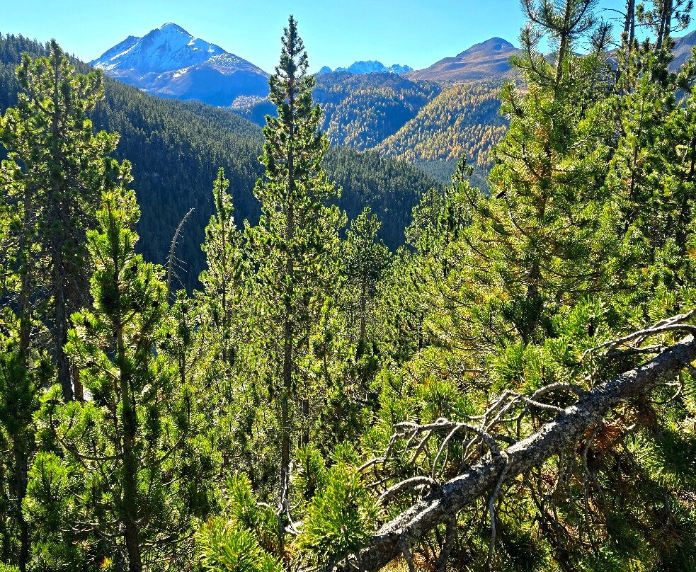 Swiss National Park (Parc Naziunal Svizzer)-Zernez必去景点