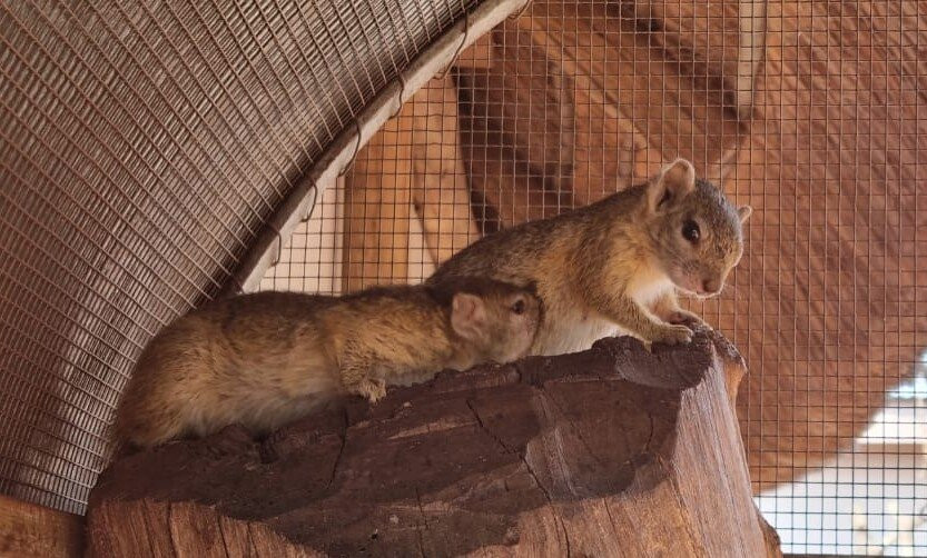 CARACAL Biodiversity Center-卡萨尼必去景点