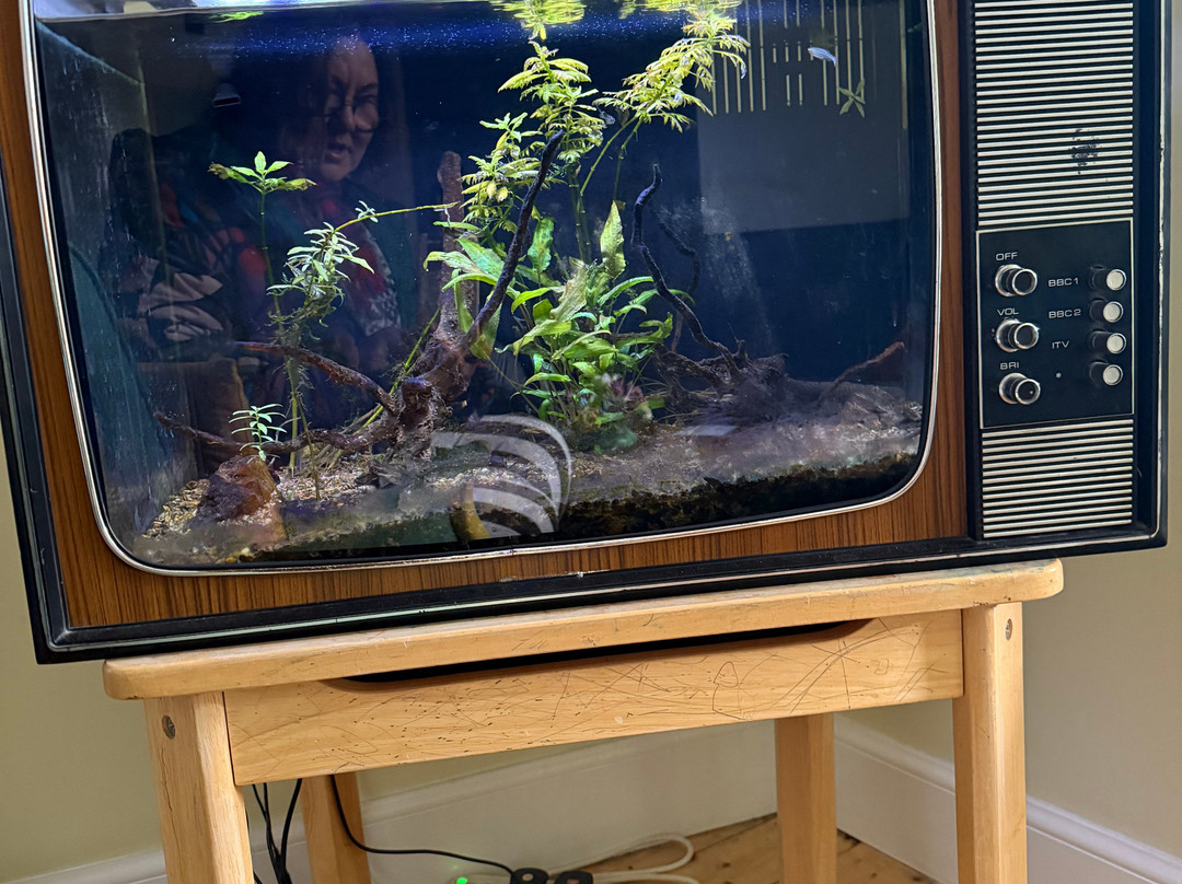 The Dolphin Inn主图