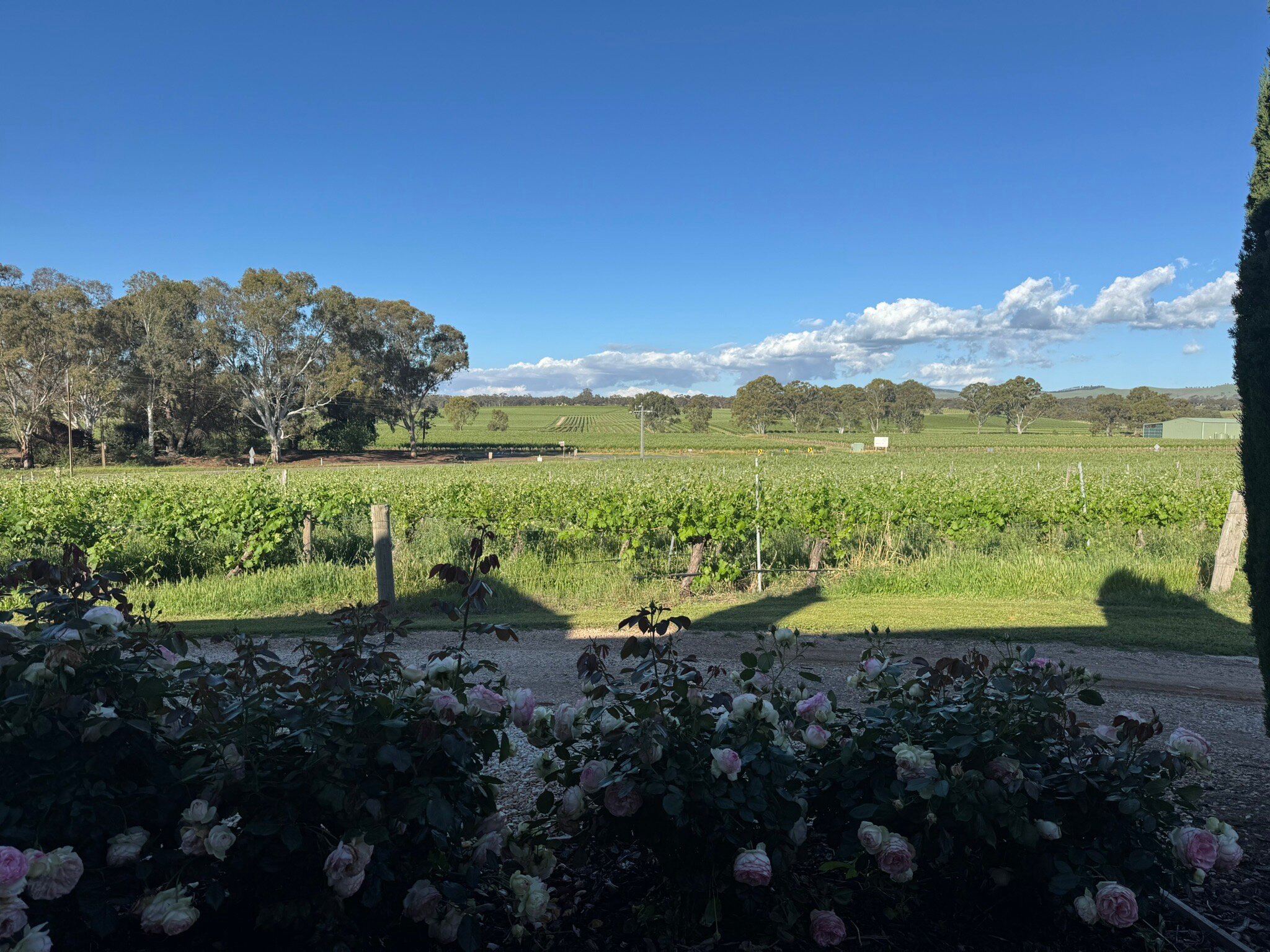 巴罗莎西拉乡村酒店-官方