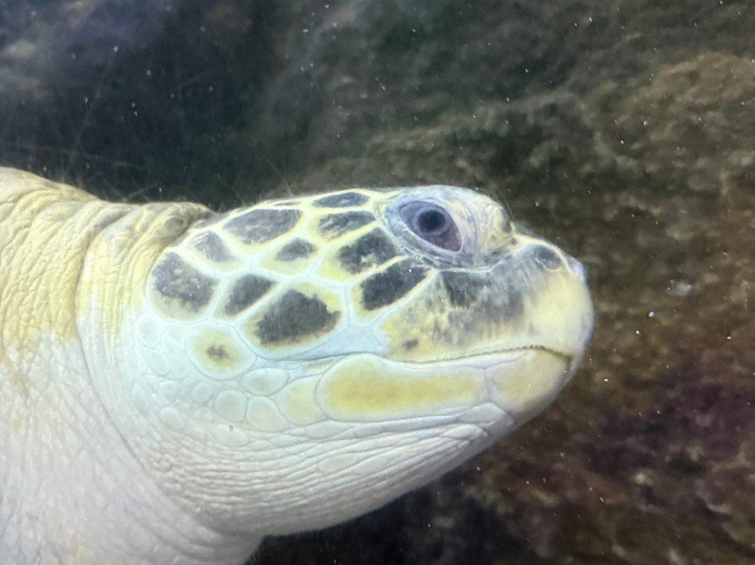 SEA LIFE Hunstanton-Hunstanton必去景点