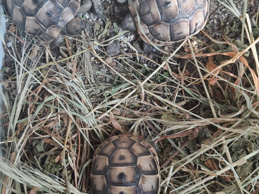 Hotel Room Escape-厄吕代尼兹必去景点