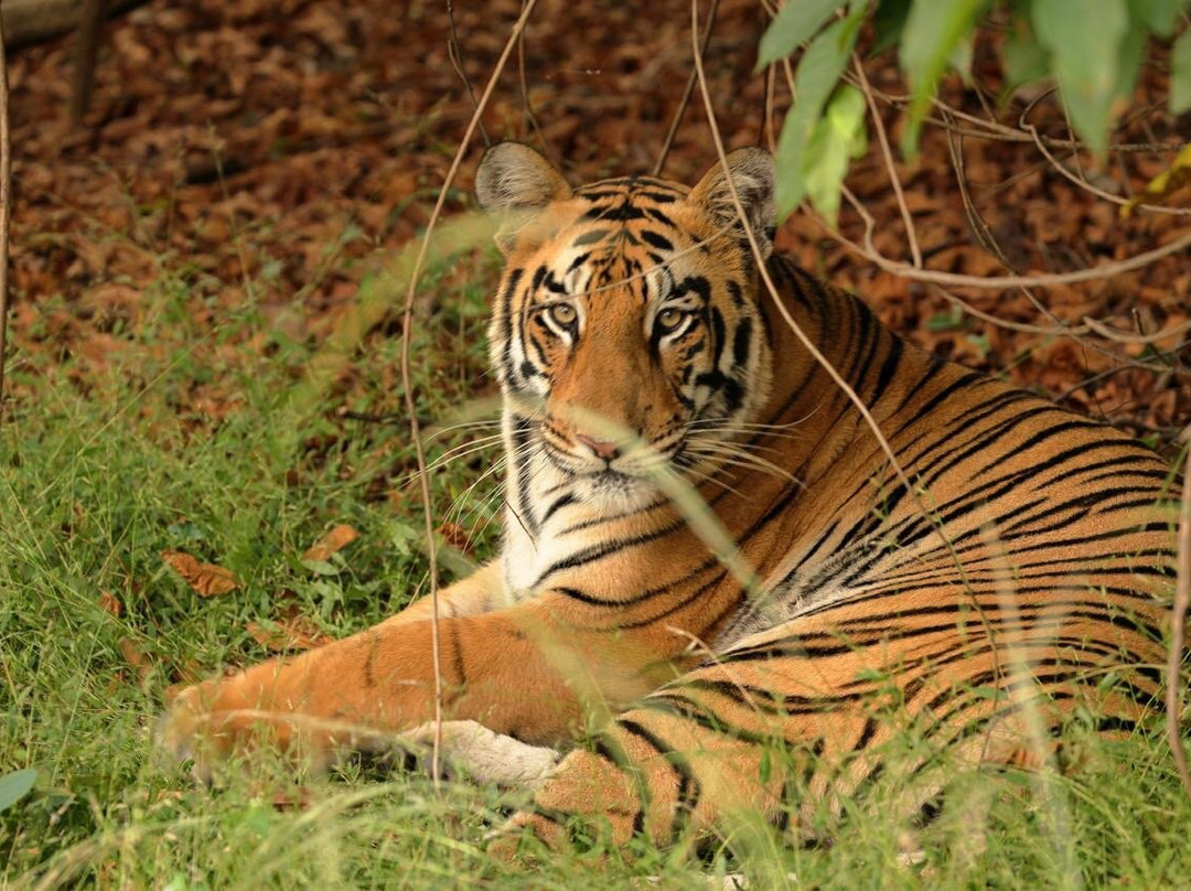 Tadoba Andhari National Park-Chandrapur District必去景点