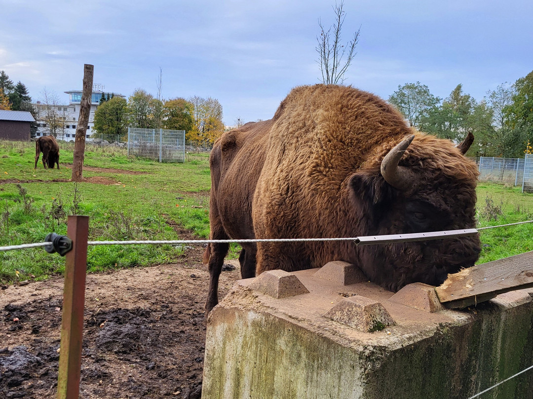 Wildpark-巴德马林贝尔格必去景点