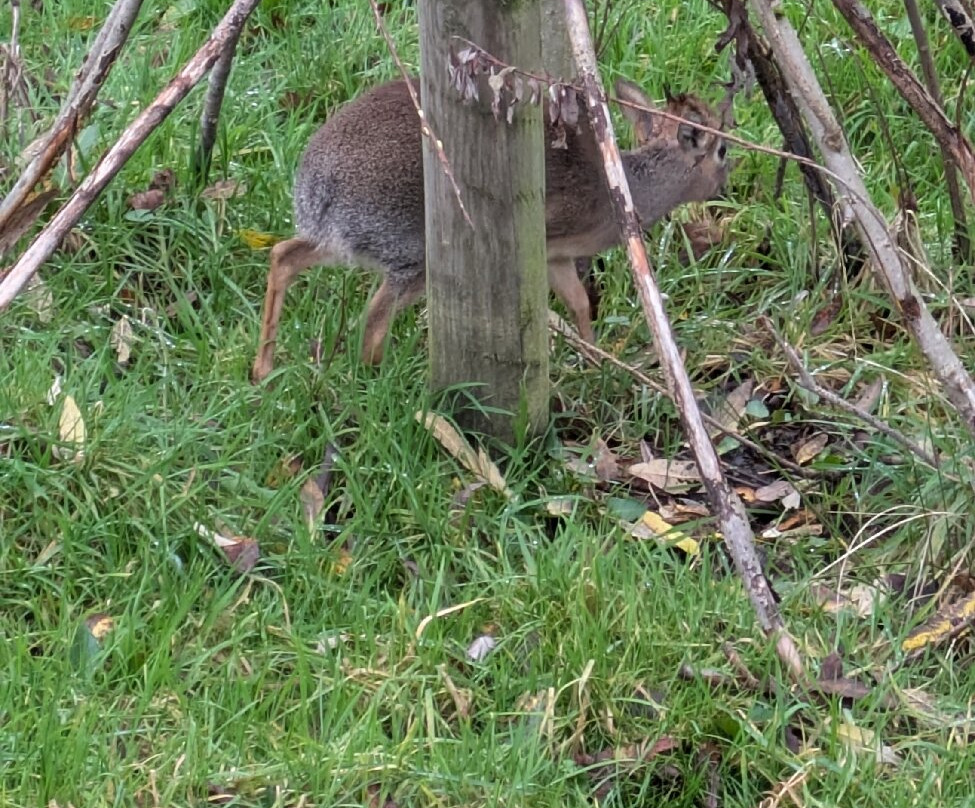 Peak Wildlife Park-Winkhill必去景点