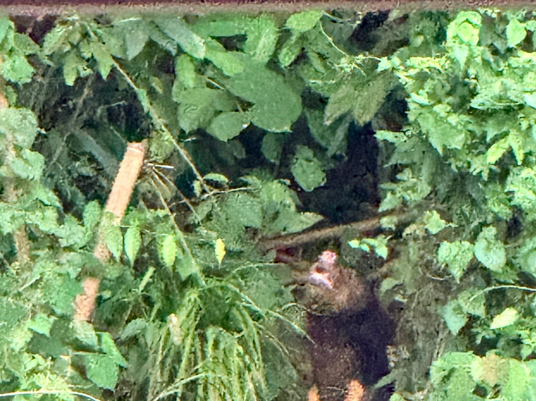 Khao Sok Travel-万打坤必去景点