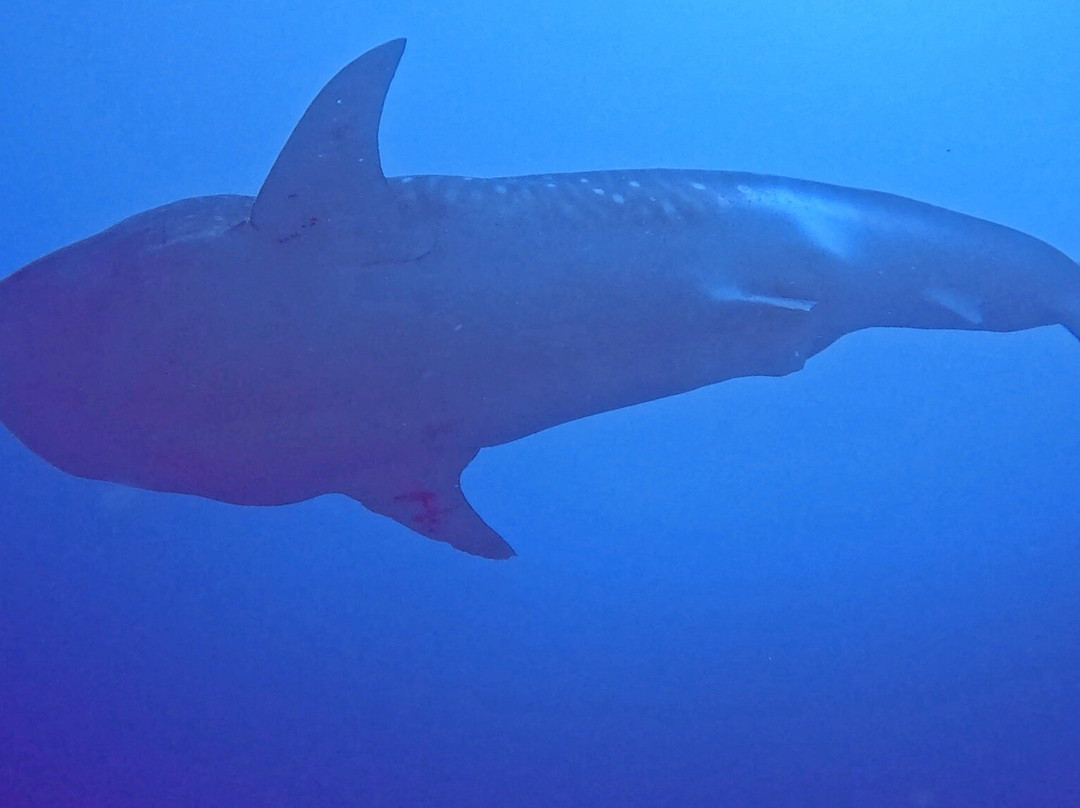 Fulidhoo Dive & Water Sports-Fulidhoo必去景点