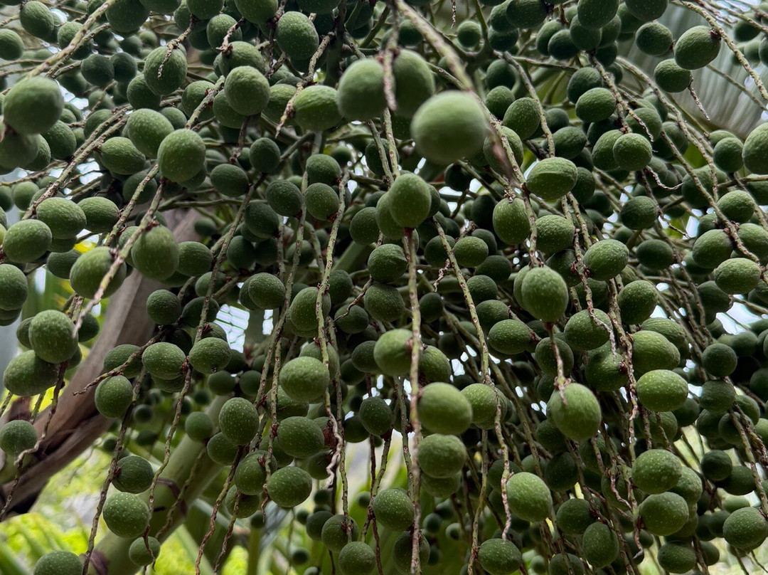 Kepaniwai Park & Heritage Gardens-怀露库必去景点
