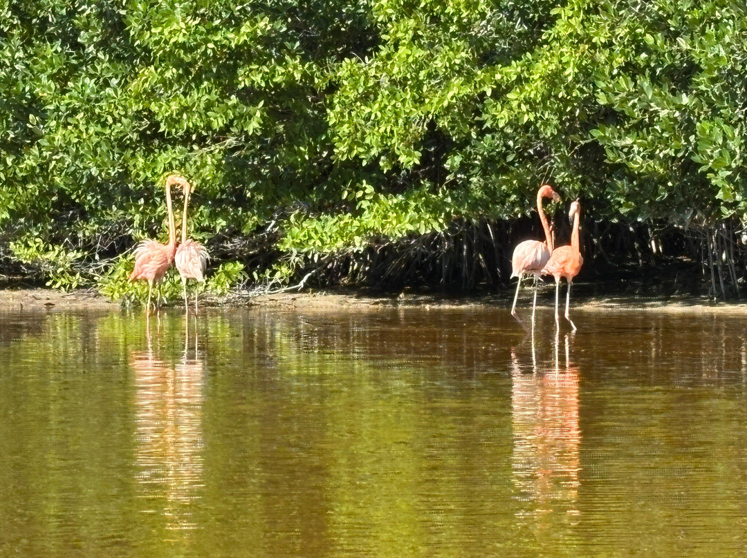 Guardianes De Los Manglares De Dzinintún-塞莱斯顿必去景点