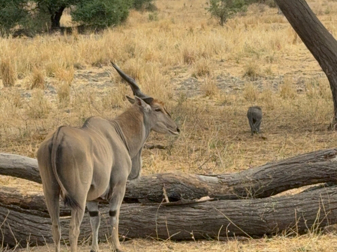 BADGER ADVENTURES TOURS & SAFARI-Arusha Chini必去景点