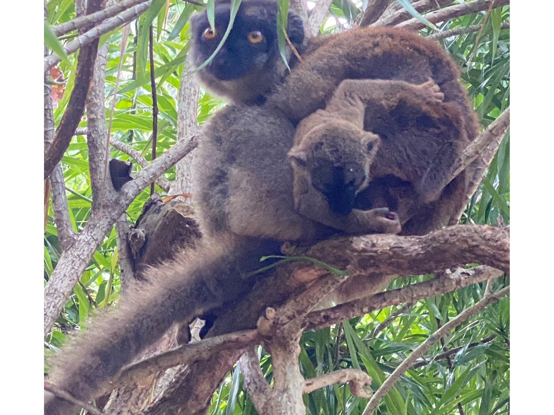 Madagascar Tour Severino-Dzamandzar必去景点