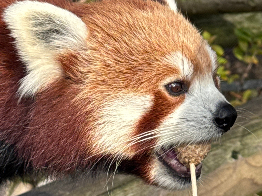 Wingham Wildlife Park-Wingham必去景点