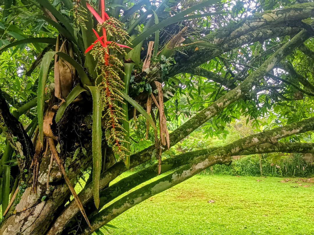Aburi Botanical Gardens-Aburi必去景点
