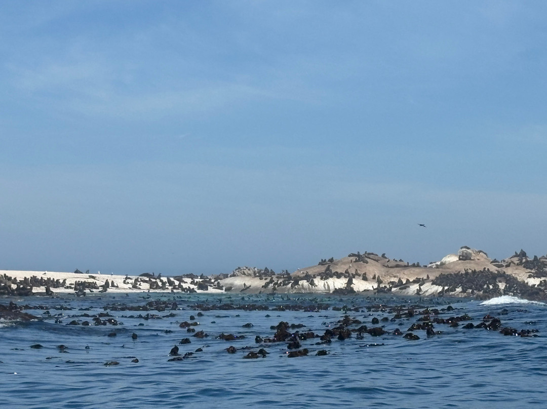 Cape Coast Expeditions-Yzerfontein必去景点