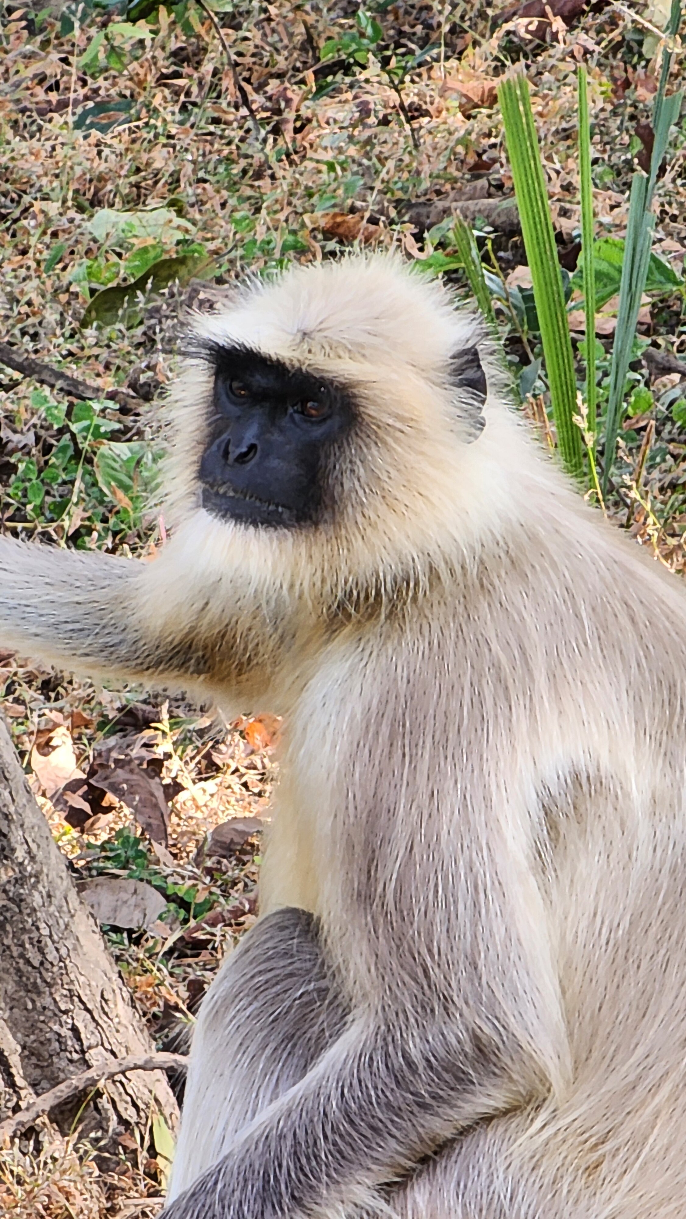 Pugdundee Safaris - Kings Lodge-官方