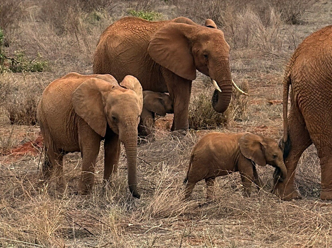 Discovery Kenya con Fragola-瓦塔木必去景点
