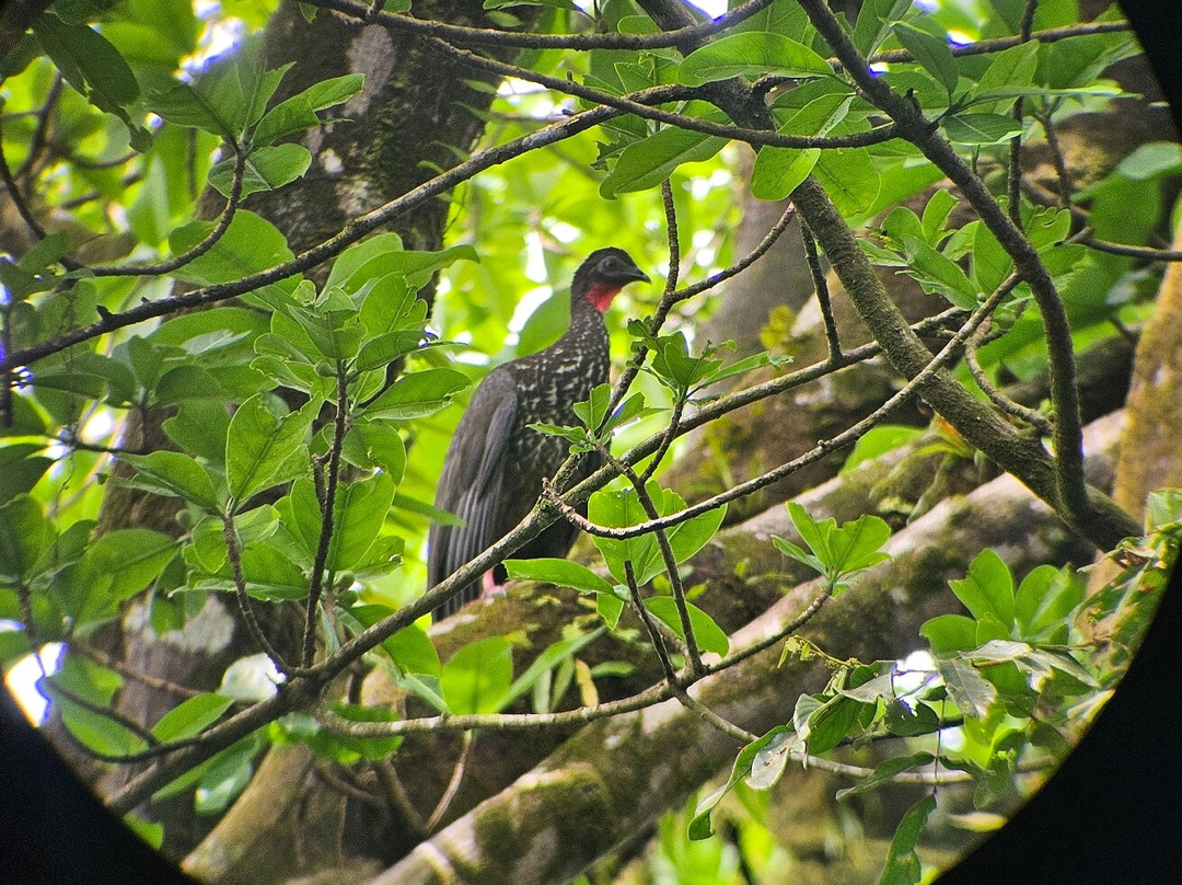 Jaguar Corcovado Tours-希门尼斯港必去景点